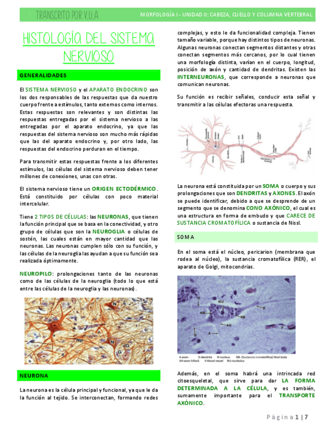 Miniatura del documento 6.2-HISTOLOGIA-SISTEMA-NERVIOSO.pdf