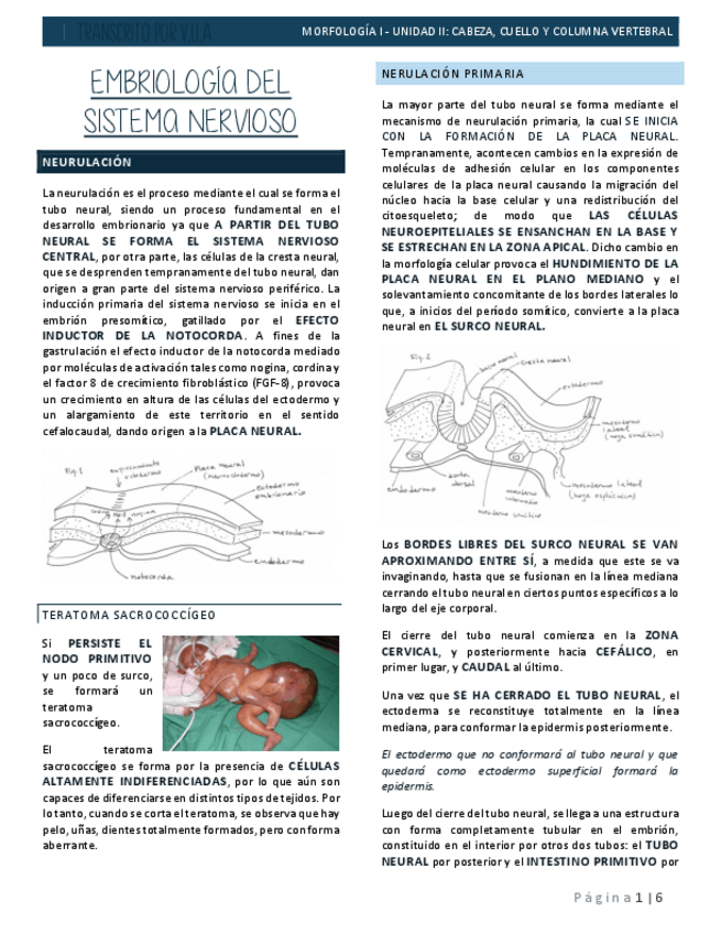 Miniatura del documento 6.3-DESARROLLO-SISTEMA-NERVIOSO-EMBRIOLOGIA.pdf