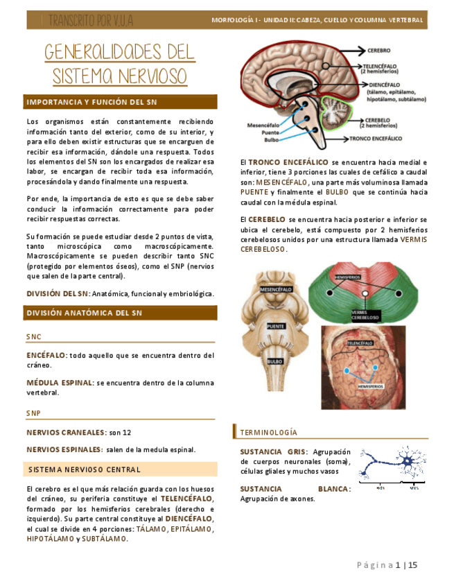 Miniatura del documento 7-Generalidaes-SN.-Medula-Espinal-Tronco-Encefalico-Cerebelo.pdf