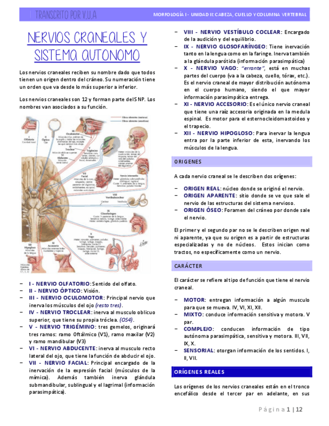 Miniatura del documento 8.-Nervios-Craneales-y-Sistema-Autonomo.pdf