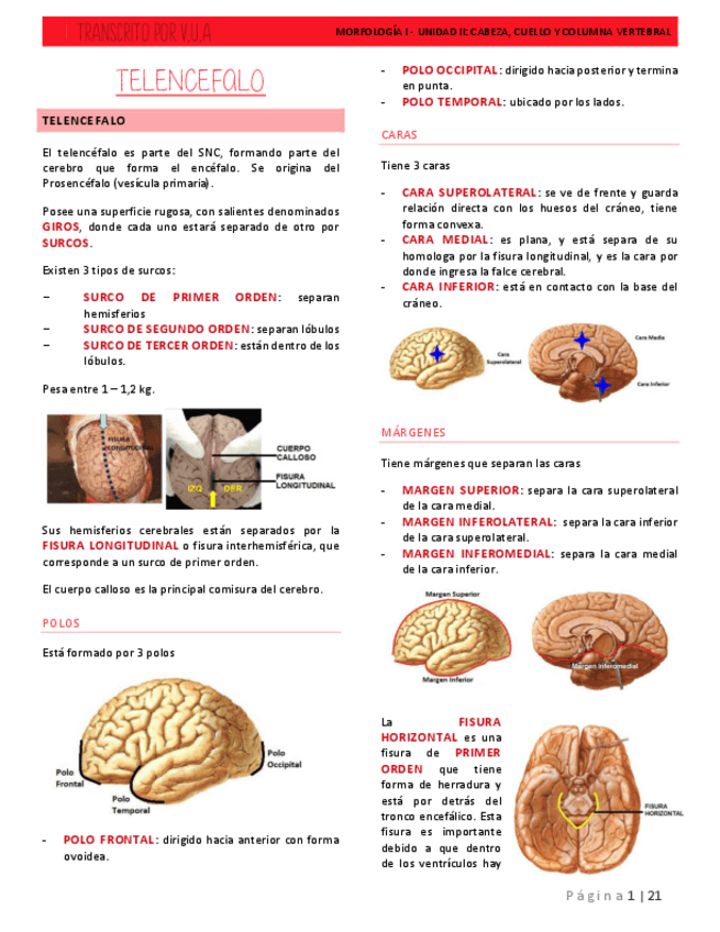 Miniatura del documento 9.-TELENCEFALO-SISTEMA-VENTRICULAR-DIENCEFALO-Y-MENINGES.pdf