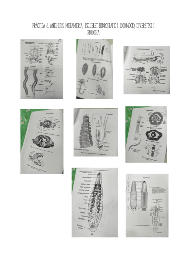 Miniatura del documento Practica-6-Laboratori.pdf