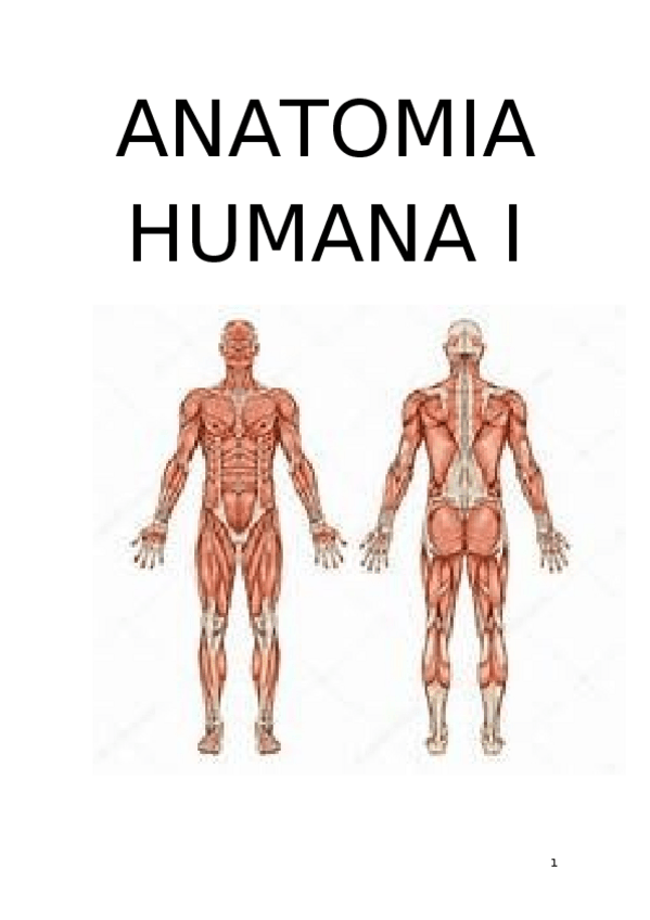 Miniatura del documento ANATOMIA-HUMANA-I.docx