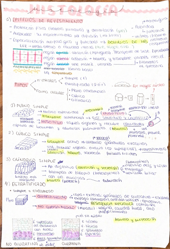 Miniatura del documento Resumen-histologia-animal-2do-semestre.pdf
