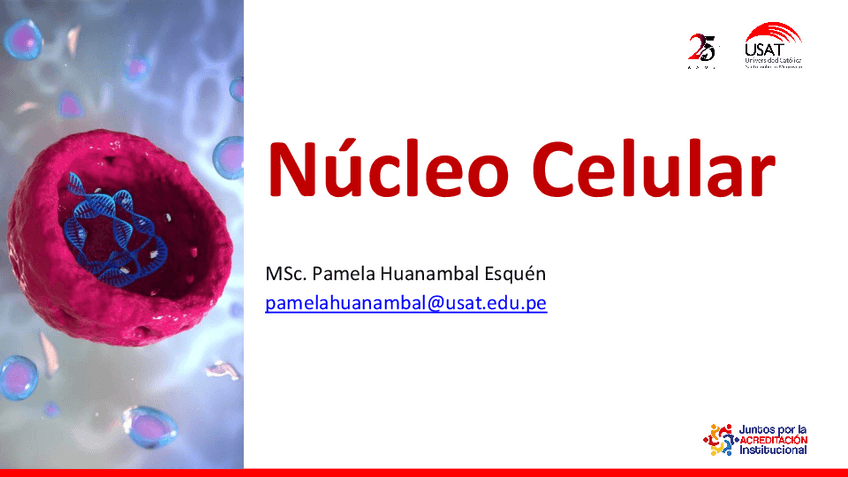 Miniatura del documento Clase-Teorica-Nucleo-Celular.pdf
