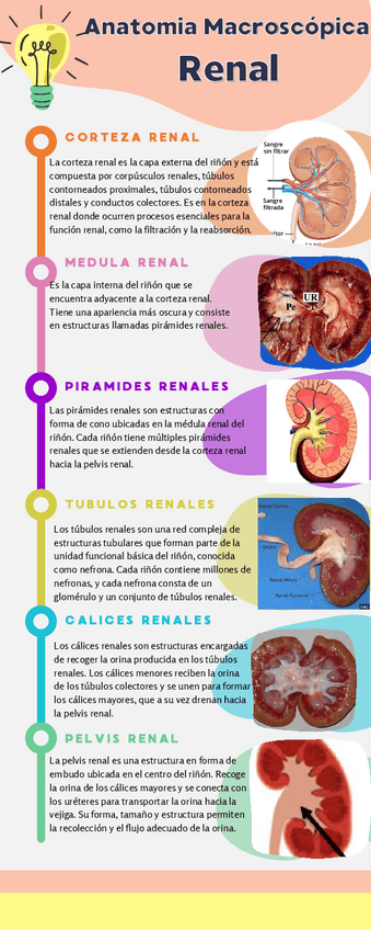 Miniatura del documento Anatomia-macroscopica-renal.pdf
