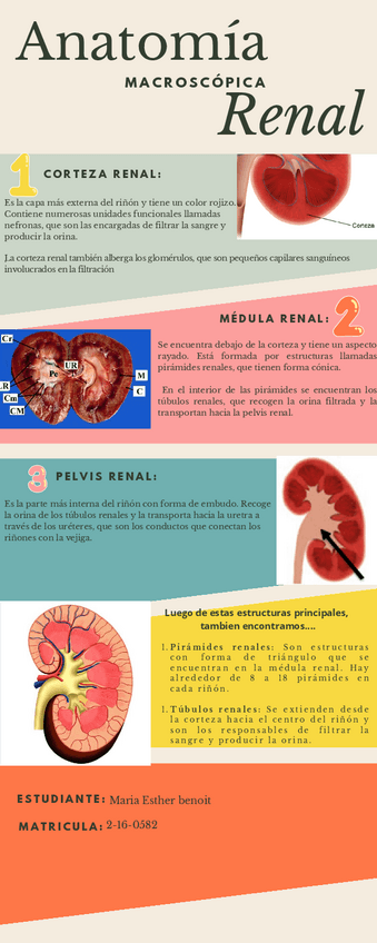Miniatura del documento Anatomia-Renal.pdf