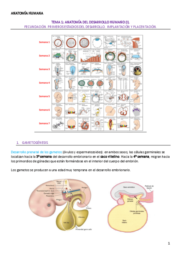 Miniatura del documento TEMA-1-ANATOMIA-HUMANA.pdf