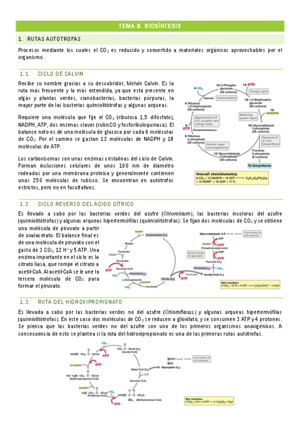 Miniatura del documento TEMA-9.-Biosintesis.pdf