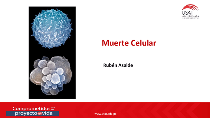 Miniatura del documento ClaseApoptosisCancer.pdf