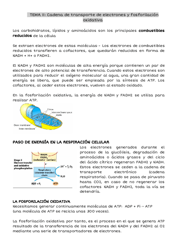 Miniatura del documento tema-11--Cadena-de-transporte-de-electrones-y-fosforilacion-oxidativa.pdf