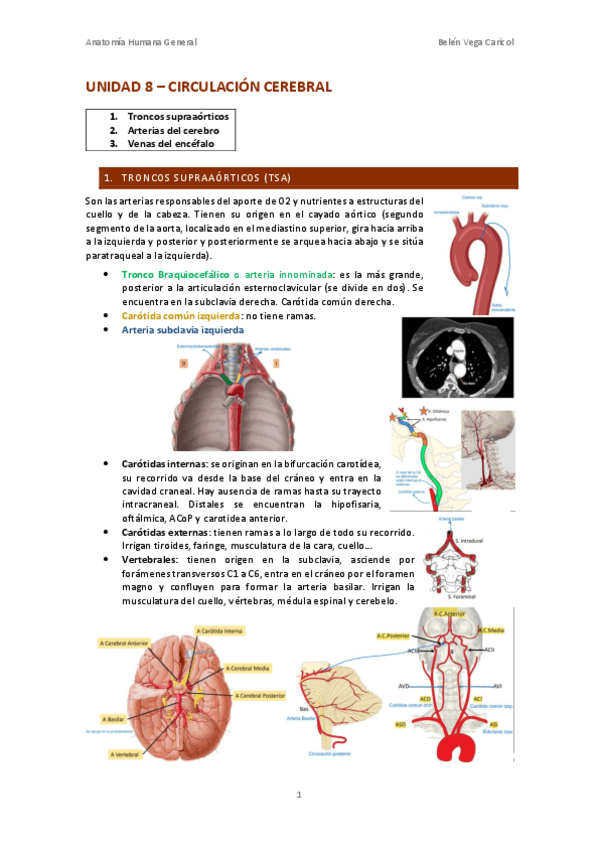 Miniatura del documento UNIDAD8CIRCULACIONCEREBRAL.pdf