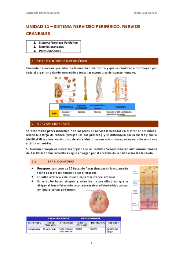 Miniatura del documento UNIDAD11SISTEMANERVIOSOPERIFERICONERVIOSCRANEALES.pdf