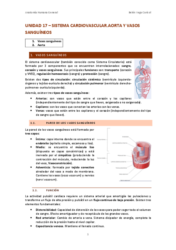 Miniatura del documento UNIDAD17SISTEMACARDIOVASCULARAORTAYVASOSSANGUINEOS.pdf