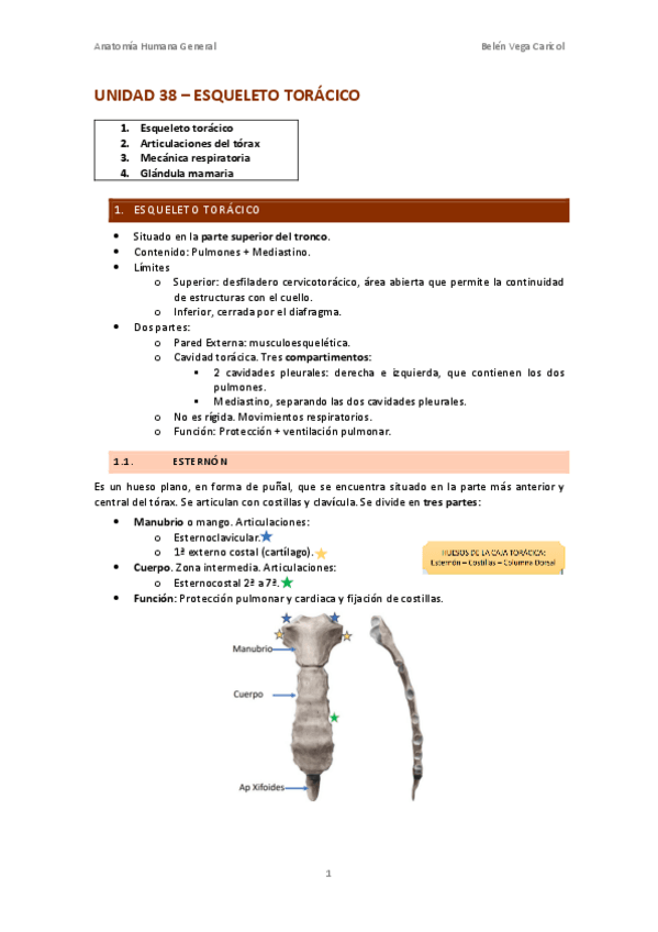 Miniatura del documento UNIDAD38ESQUELETOTORACICO.pdf