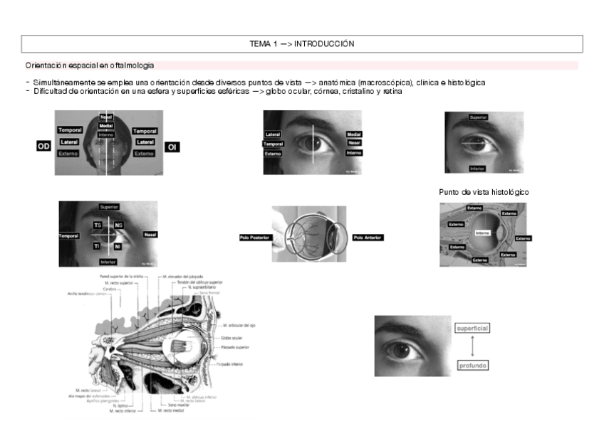 Miniatura del documento INTRO.pdf