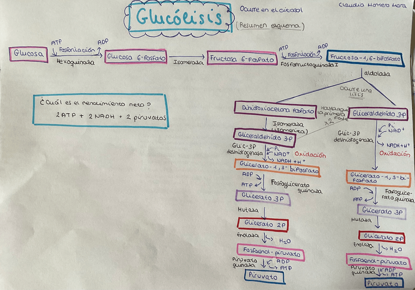 Miniatura del documento Esquema-glucolisis.jpeg