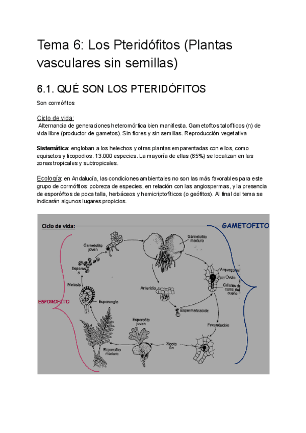 Miniatura del documento Tema-6-Los-Pteridofitos-Plantas-vasculares-sin-semillas.pdf