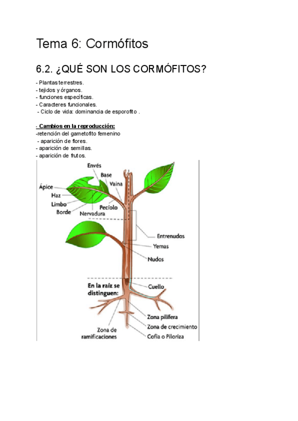 Miniatura del documento Tema-6-Cormofitos.pdf