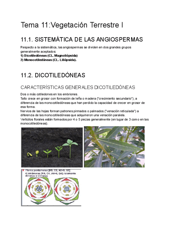 Miniatura del documento Tema-11Vegetacion-Terrestre-I.pdf