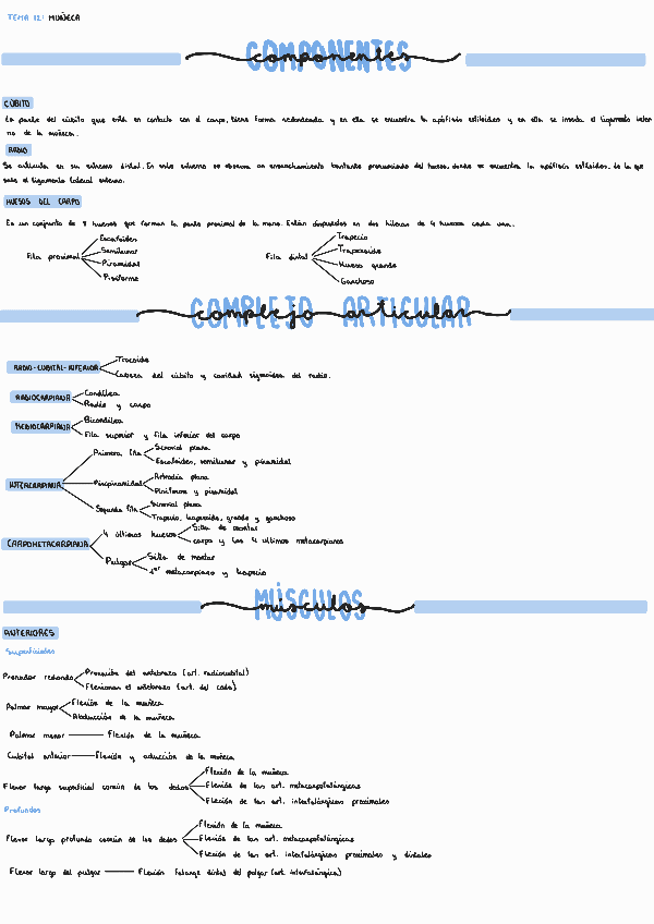 Miniatura del documento Tema-12-La-muneca.pdf