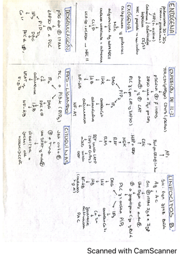 Miniatura del documento Esquema-inmuno.pdf