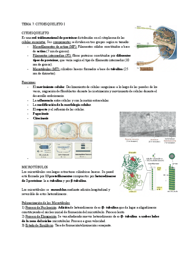 Miniatura del documento TEMA-7.pdf