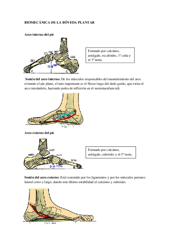 Miniatura del documento Biomecánica de la bóveda plantar.pdf