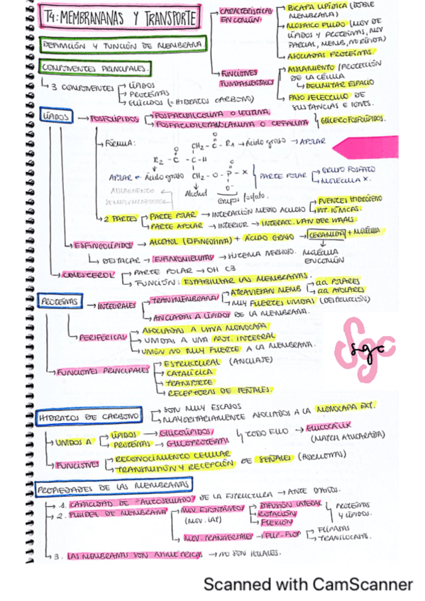 Miniatura del documento Esquemas-clase-parcial-2-Lisa-y-Elena-Vara-2B.pdf