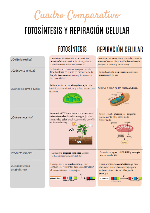 Miniatura del documento BIOLOGIA-cuadro-comparativo-fotosintesisi-y-respiracion-celular-.pdf