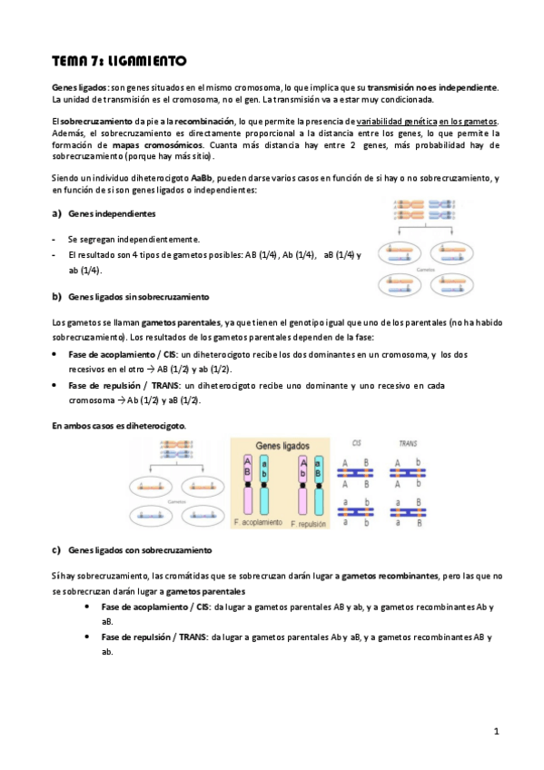Miniatura del documento Tema-7-Ligamiento.pdf