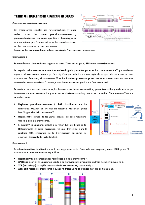 Miniatura del documento Tema-8-Herencia-ligada-al-sexo.pdf