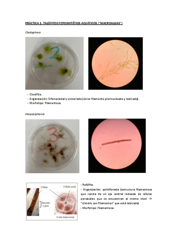 Miniatura del documento Practicas_Botanica_1ºParcial.pdf