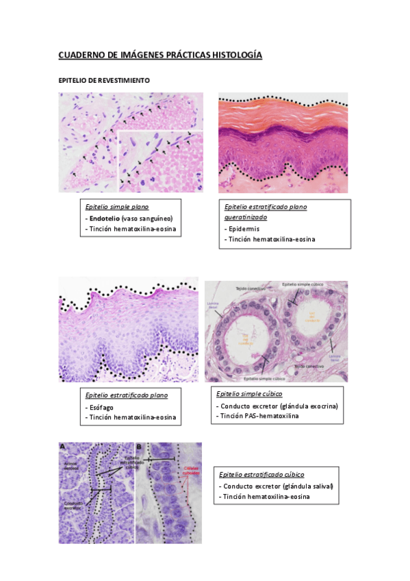 Miniatura del documento Cuaderno-de-practicasHistologiaImagenes.pdf
