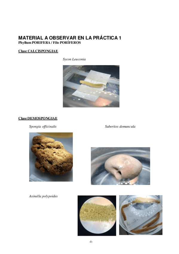 Miniatura del documento 1o-ParcialPracticasZOOI.pdf