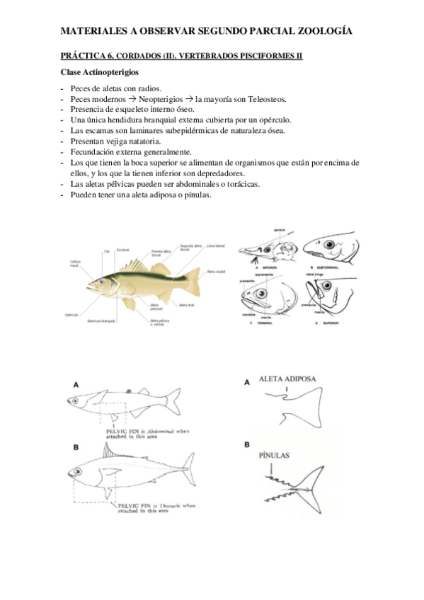 Miniatura del documento 2o-ParcialPracticasZOOI.pdf