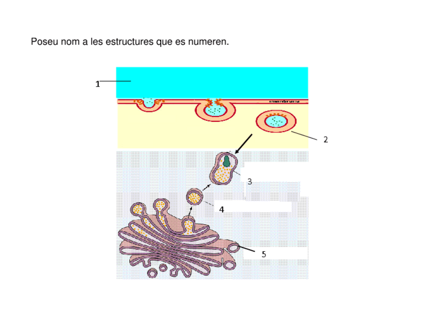 Miniatura del documento Tema 3.1 Activitat Endocitosis.pdf
