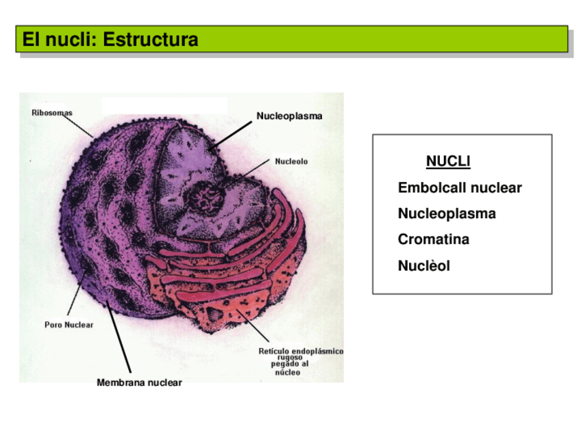 Miniatura del documento Tema 3.3 Nucli.pdf