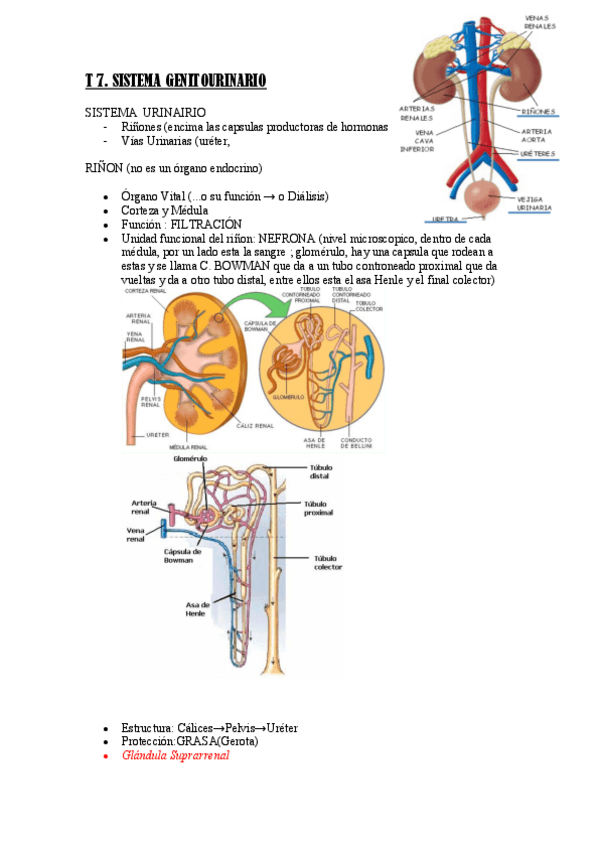 Miniatura del documento T-7.-Anatomia.pdf
