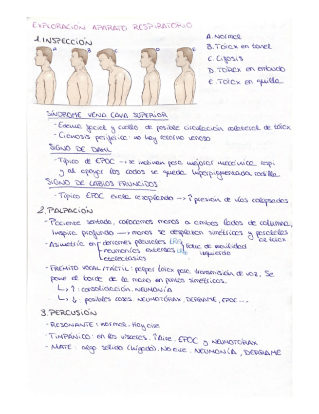 Miniatura del documento Exploracion-Aparato-respiratorio.pdf
