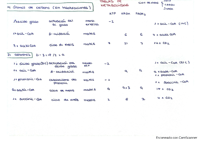 Miniatura del documento tablas-metabolismo-acidos-grasos.pdf
