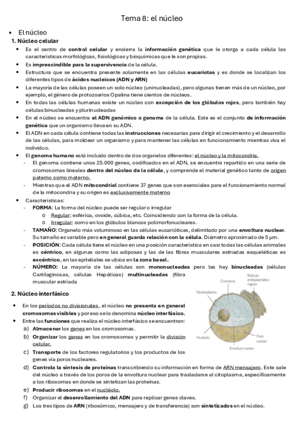 Miniatura del documento Tema-8-el-nucleoo.pdf
