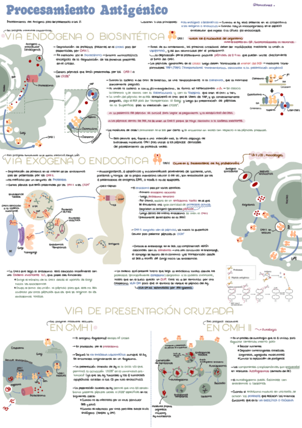 Miniatura del documento Procesamiento-antigenico.pdf