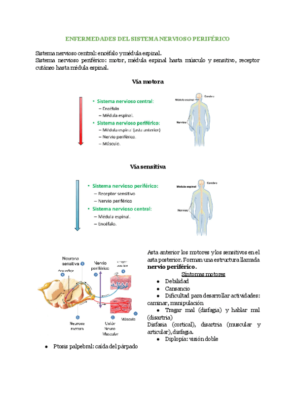 Miniatura del documento Enfermedades-del-Sistema-Nervioso-Periferico.pdf