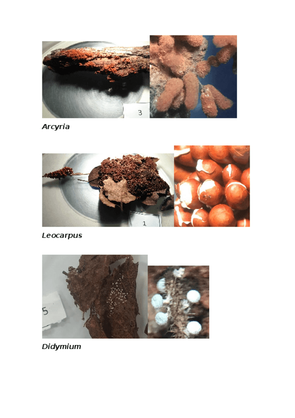Miniatura del documento PRÁCTICA 1.docx