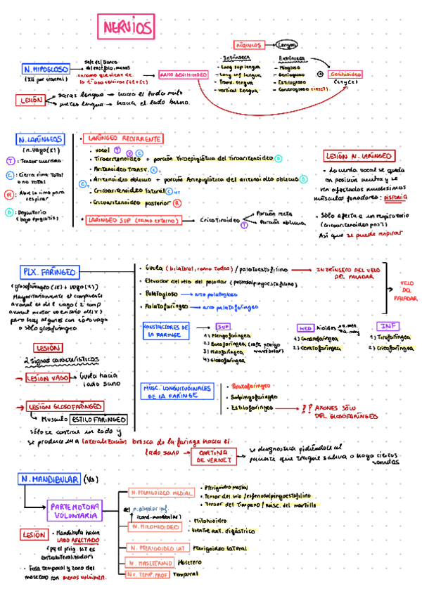 Miniatura del documento MUSCULOS-INERVACION.pdf