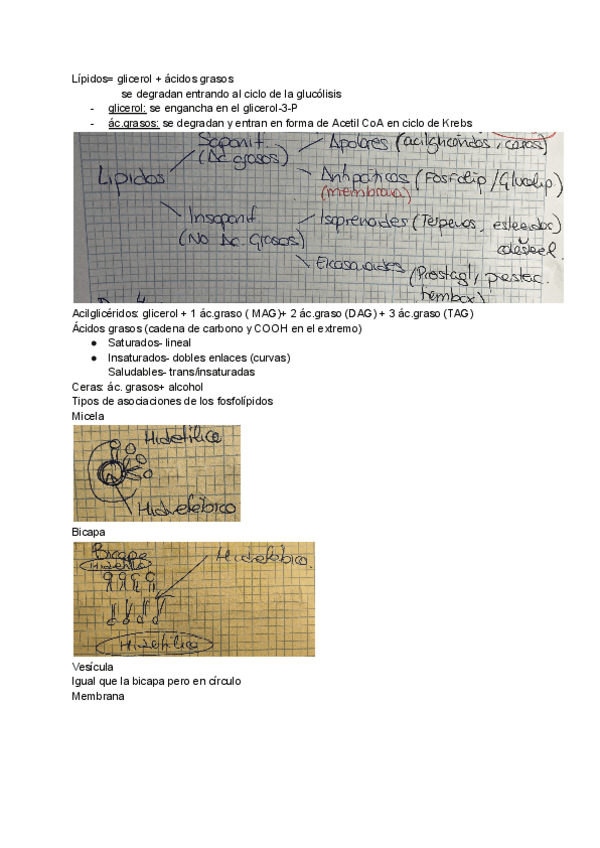 Miniatura del documento tema-16-LIPIDOS.pdf