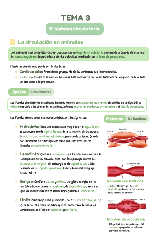Miniatura del documento Sistema-circulatorio-animal..pdf