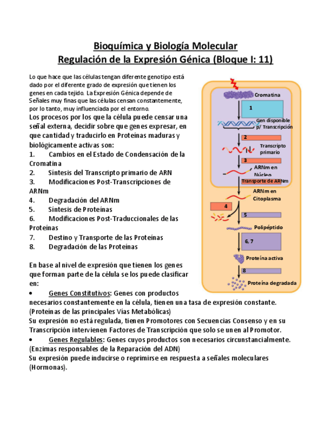 Miniatura del documento Bioquimica-y-Biologia-Molecular-APUNTES-11-Reg-Exp-Gen.pdf