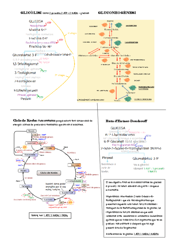 Miniatura del documento GLICOLISI.pdf
